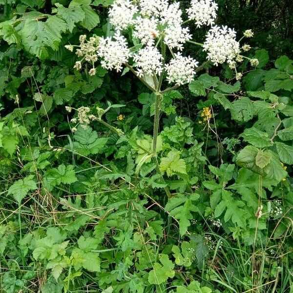 Heracleum sphondylium Tervik taim