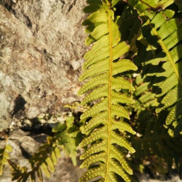 Polypodium vulgare Leaf