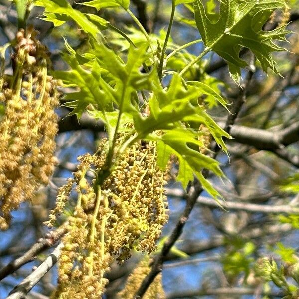 Quercus palustris പുഷ്പം