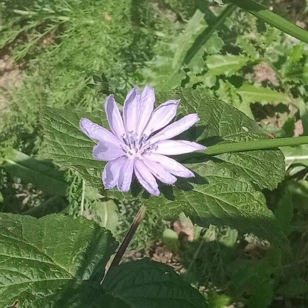 Cichorium endivia 花