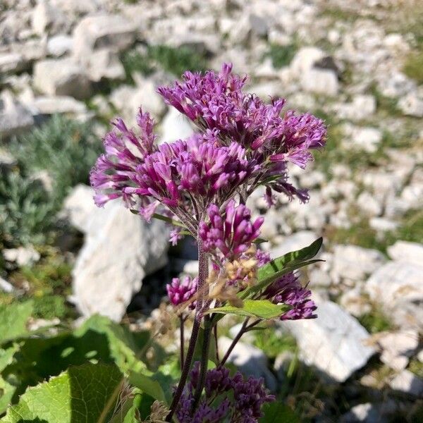 Adenostyles alpina Virág