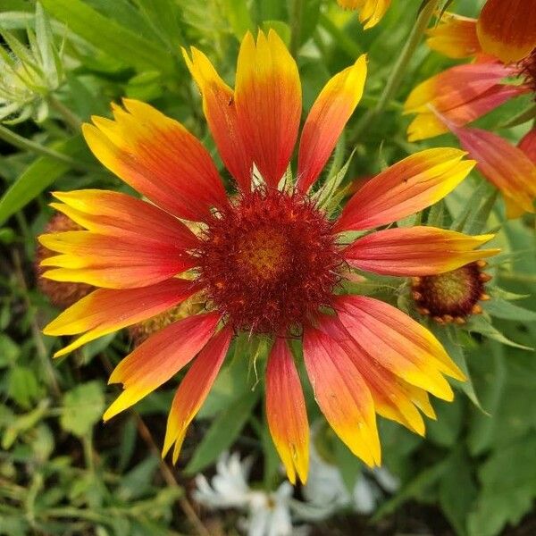 Gaillardia pulchella Lorea