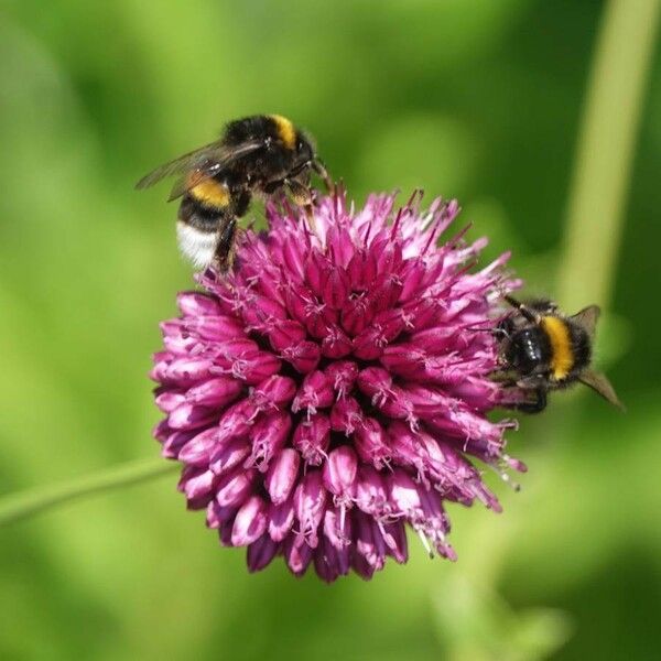 Allium sphaerocephalon പുഷ്പം