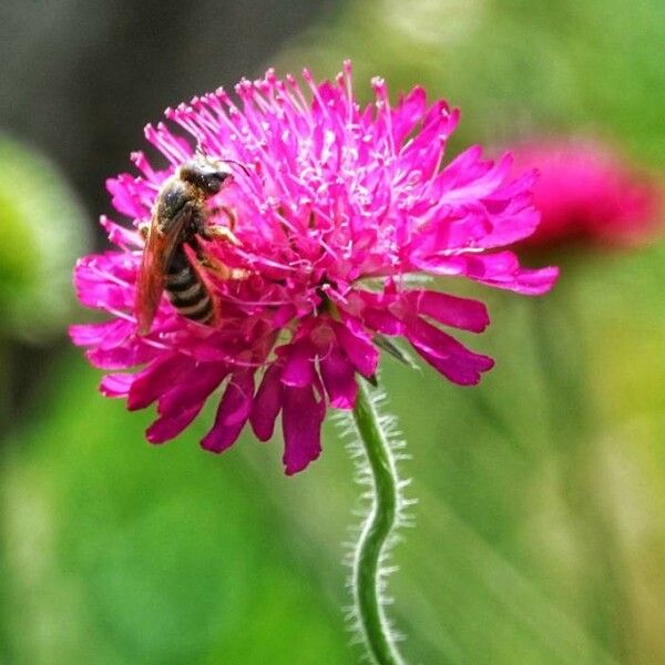 Knautia dipsacifolia Flor