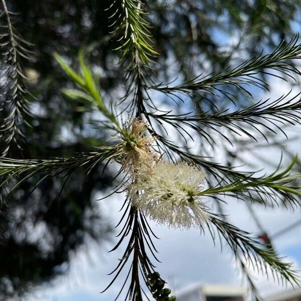 Melaleuca armillaris ফুল