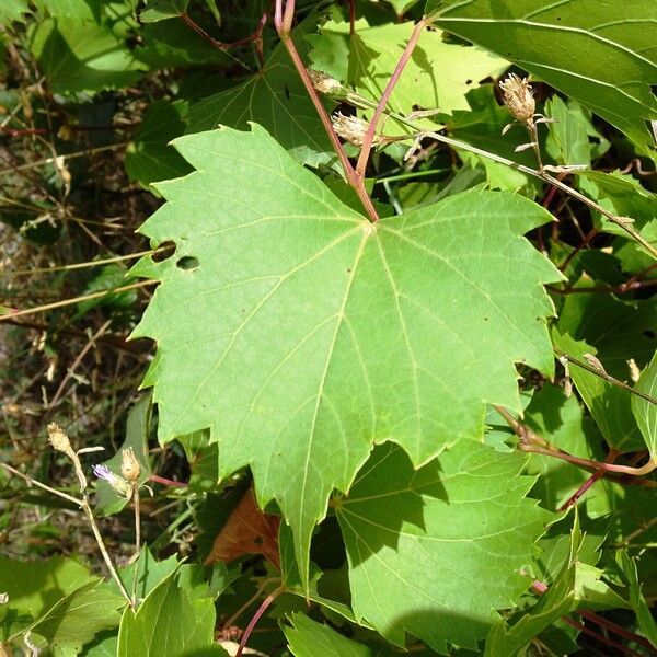 Vitis rupestris Φύλλο