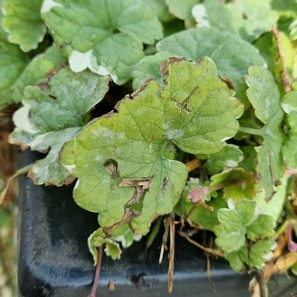 Tellima grandiflora Levél