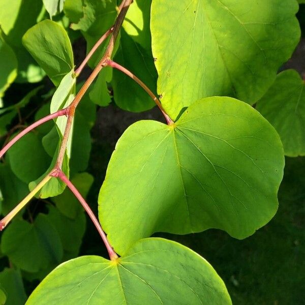 Cercis griffithii Liść