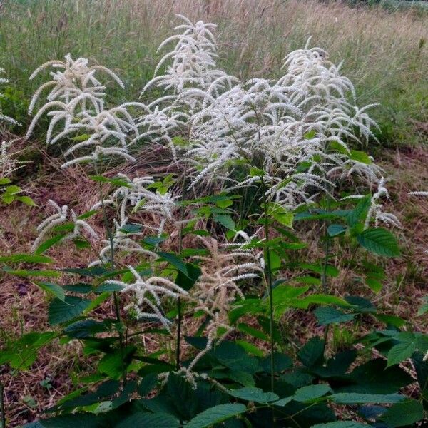 Aruncus dioicus Habit