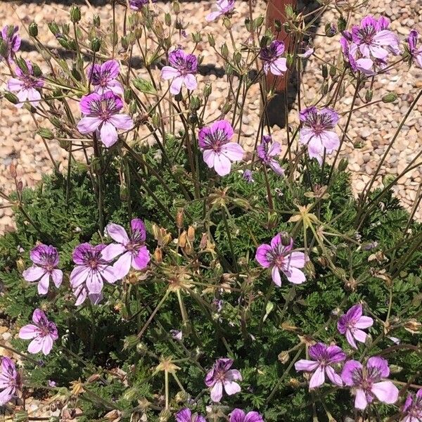 Erodium glandulosum Flor