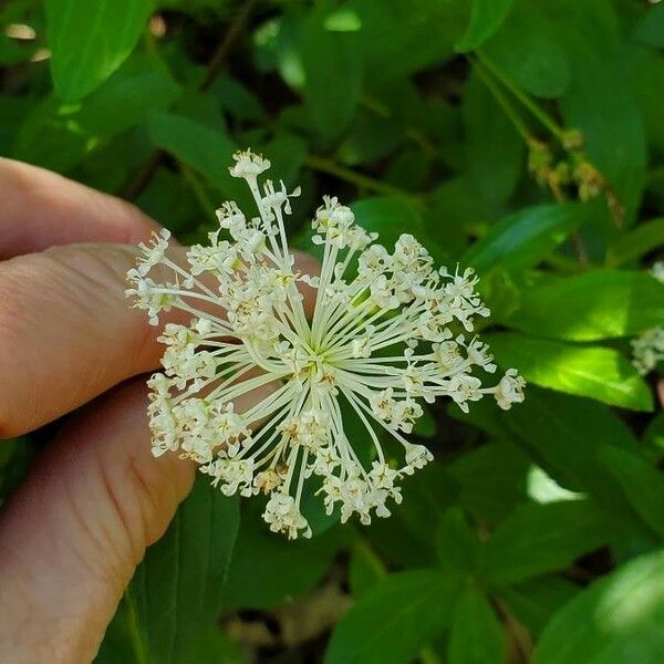 Ceanothus herbaceus Flower