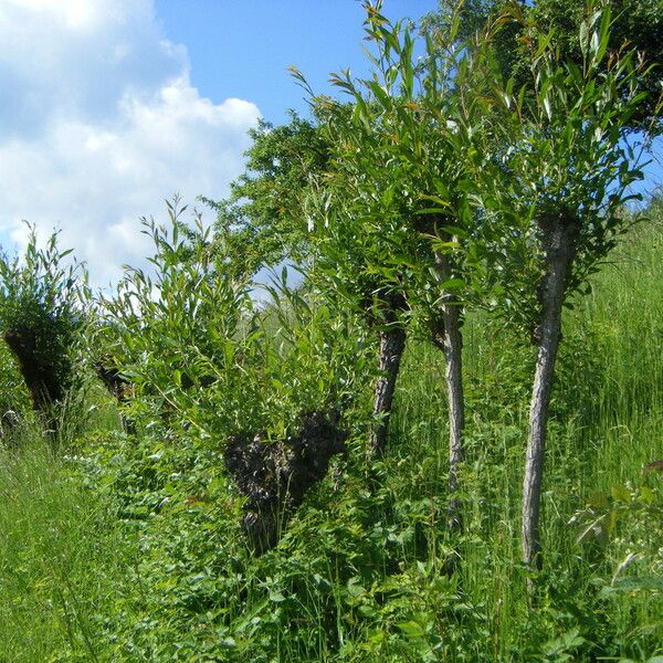 Salix × fragilis Habitus