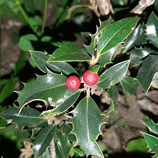 Ilex aquifolium Плід