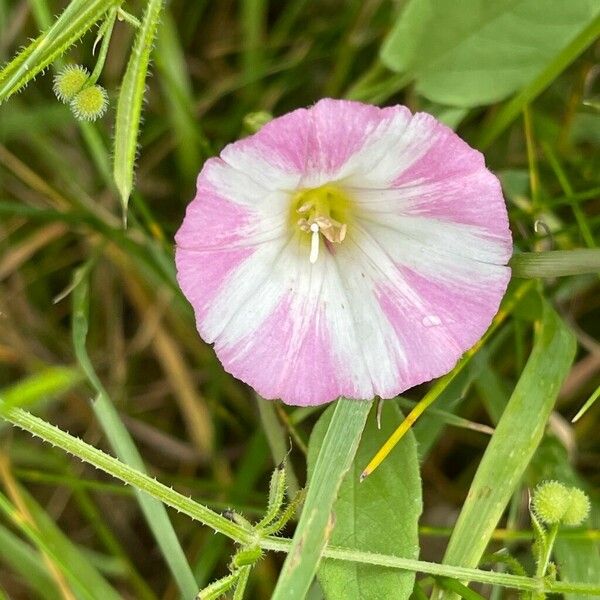 Convolvulus arvensis Virág