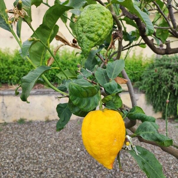 Citrus medica Vili