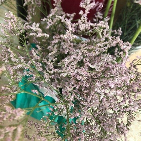 Limonium bellidifolium Flors