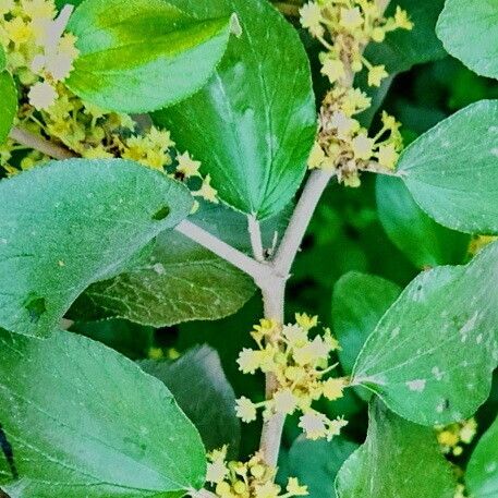 Ziziphus mauritiana Flower