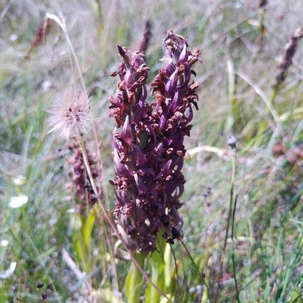 Dactylorhiza incarnata 果實