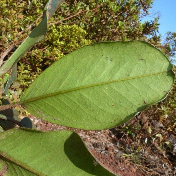 Lethedon cernua পাতা