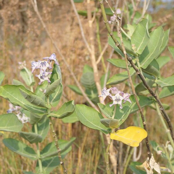 Calotropis gigantea Flor