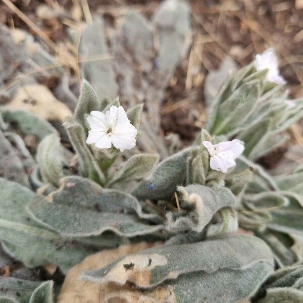 Silene coronaria Flower