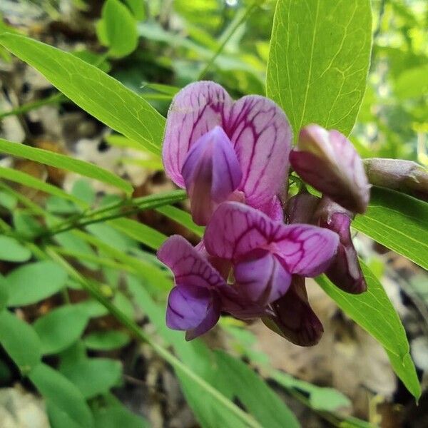 Lathyrus niger Blüte