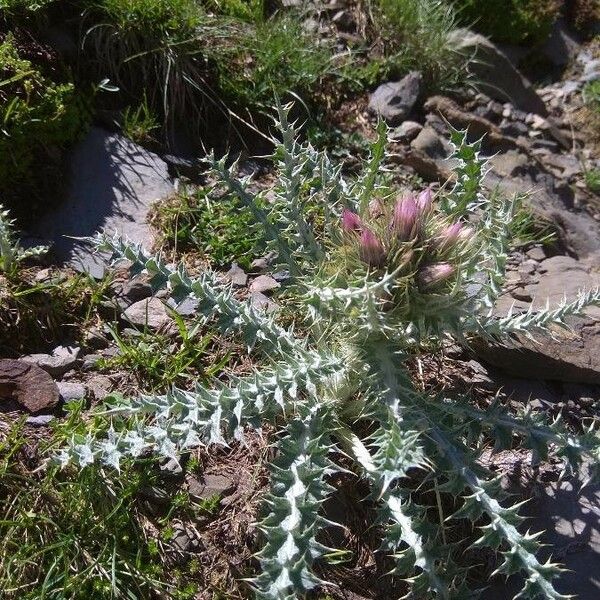 Carduus carlinoides Flower