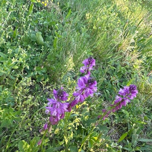 Polygala comosa Цветок