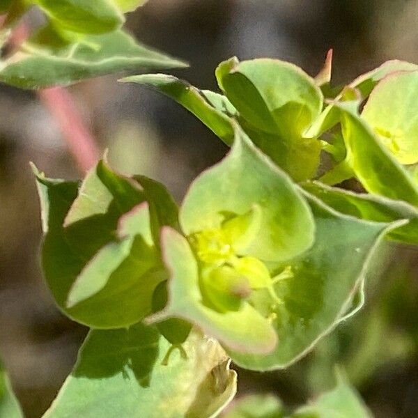 Euphorbia falcata Blüte