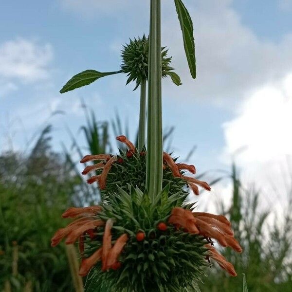 Leonotis nepetifolia Blad