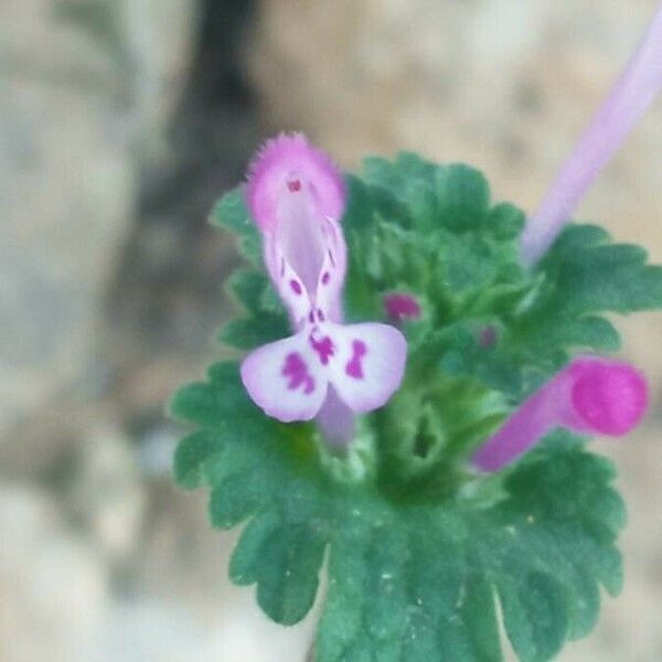 Lamium amplexicaule Flower