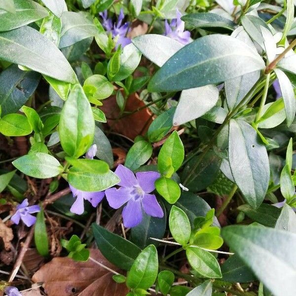 Vinca minor 花