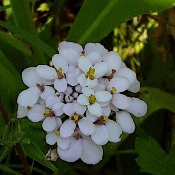 Iberis amara Flor