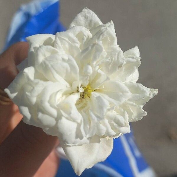 Rosa banksiae Flower