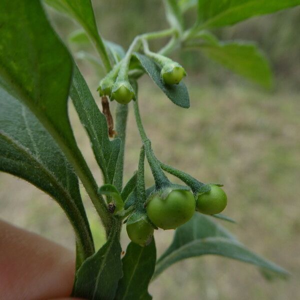 Solanum chenopodioides Плод