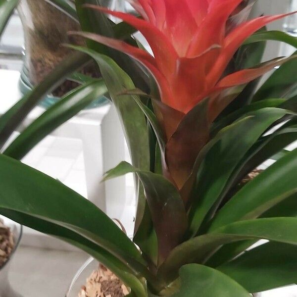 Guzmania monostachia Flower