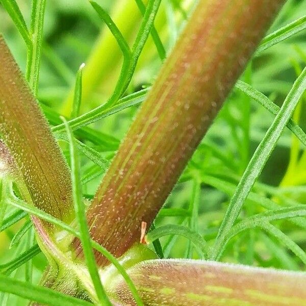 Cosmos bipinnatus Bark