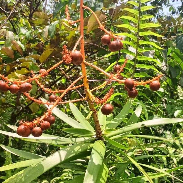 Dracaena mannii Fruit