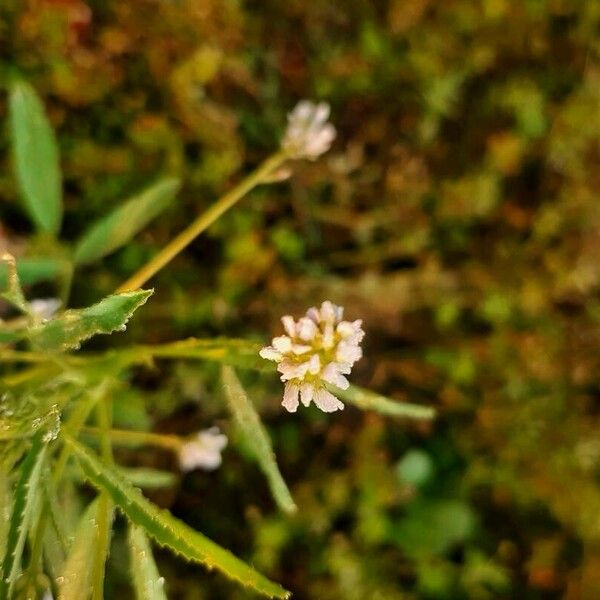 Trifolium strictum Kvet