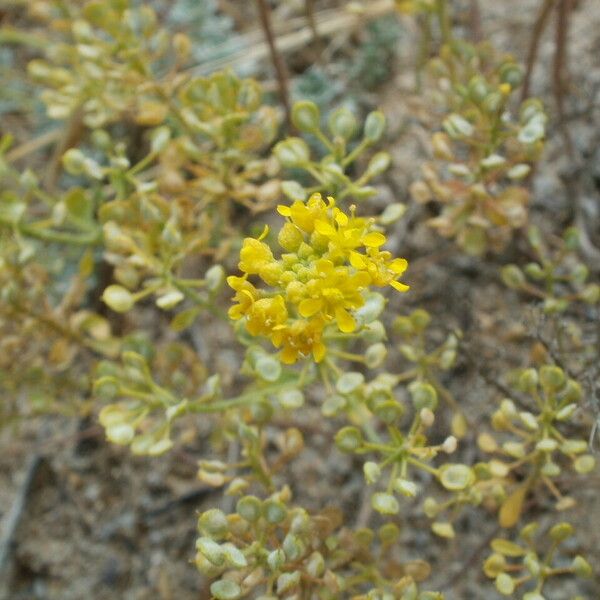 Alyssum serpyllifolium Other