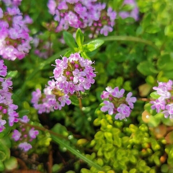 Thymus longicaulis Virág