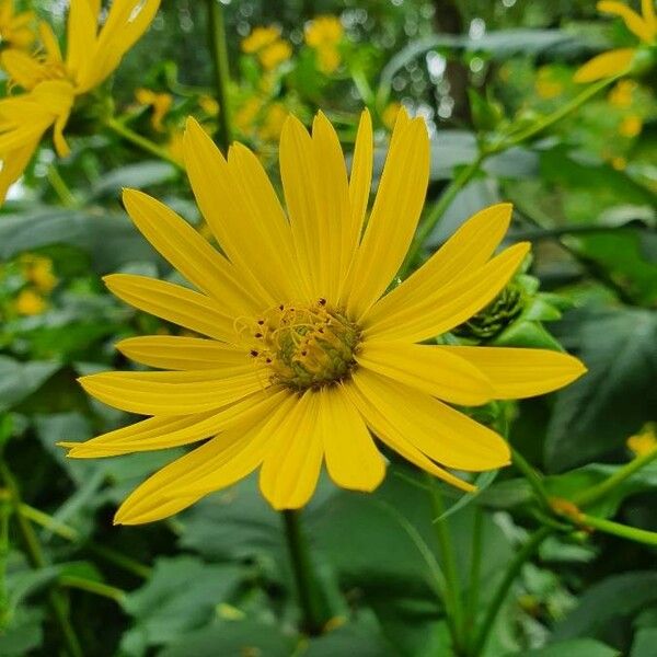 Silphium perfoliatum Flor