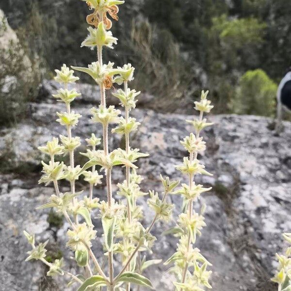 Phlomis crinita Blatt