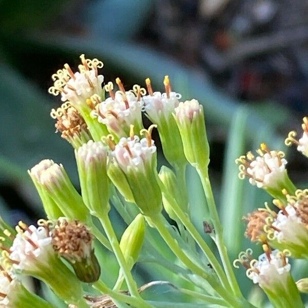 Curio talinoides Flower