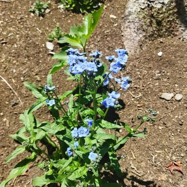 Cynoglossum amabile Flor