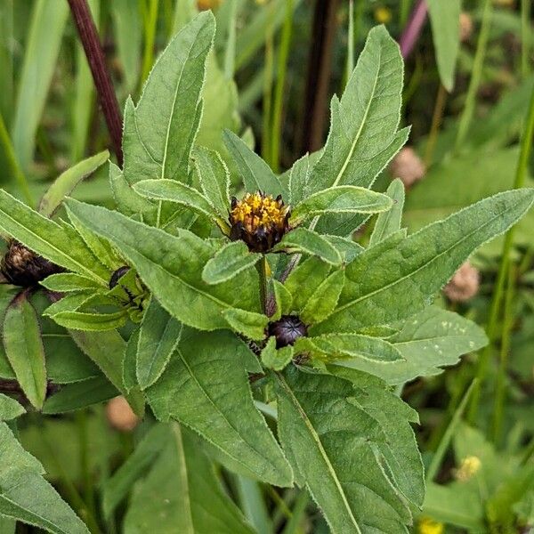 Bidens tripartita Flower