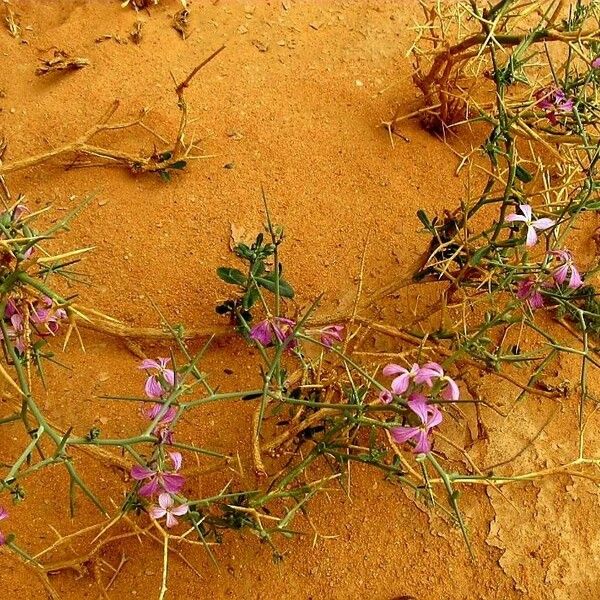 Zilla spinosa Flower