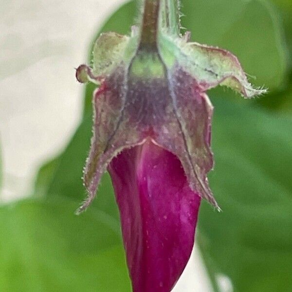 Lathyrus odoratus 花