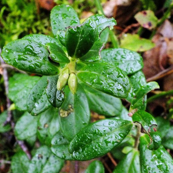 Vaccinium vitis-idaea Leaf