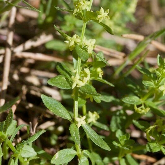 Cruciata pedemontana Other